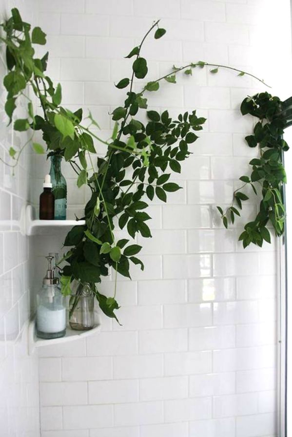 Φυτά και στο μπάνιο!