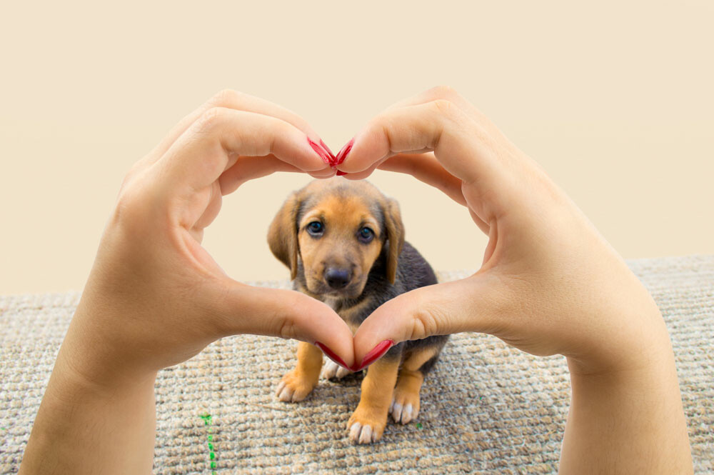 charity-stock-photo-dog-love-labrador-puppy-girl-pet-dog-lover-kisses ...