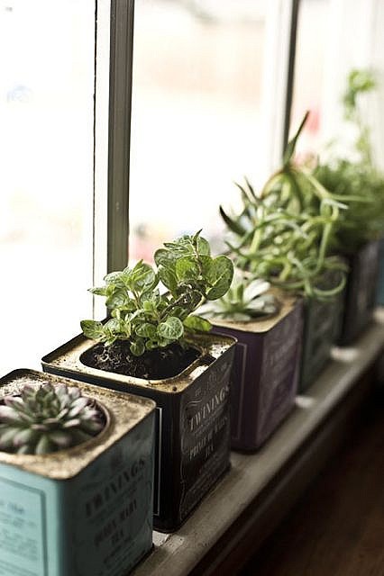 plants-1