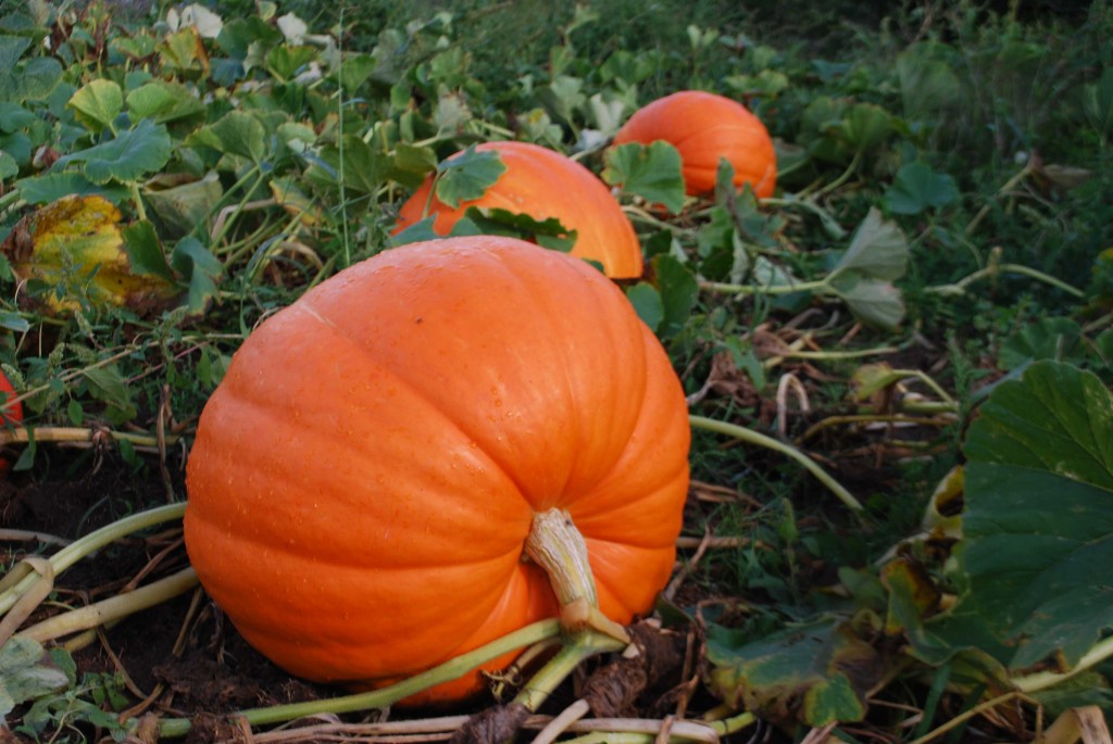pumpkins-1024x685