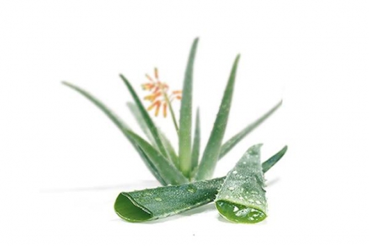 aloe